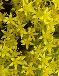 full_Sedum_acre_355