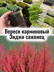 Вереск Энджи карминово-красный вечнозелёный кустик саженец