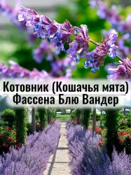 Котовник Фассена Блю Вандер (кошачья мята) - саженец
