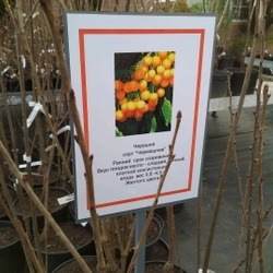 0sC7xfeaVOA.jpg@webp