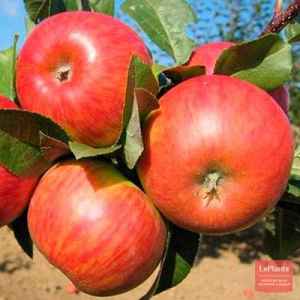 c14988abdd8313daa1cb74dbac9b5285