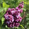 Сирень