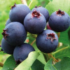 large_5731_irga_kanadskaya_sleyt
